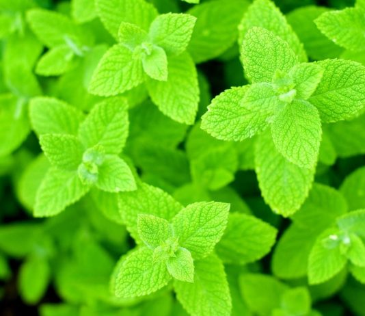 خواص پونه برای عفونت ریه