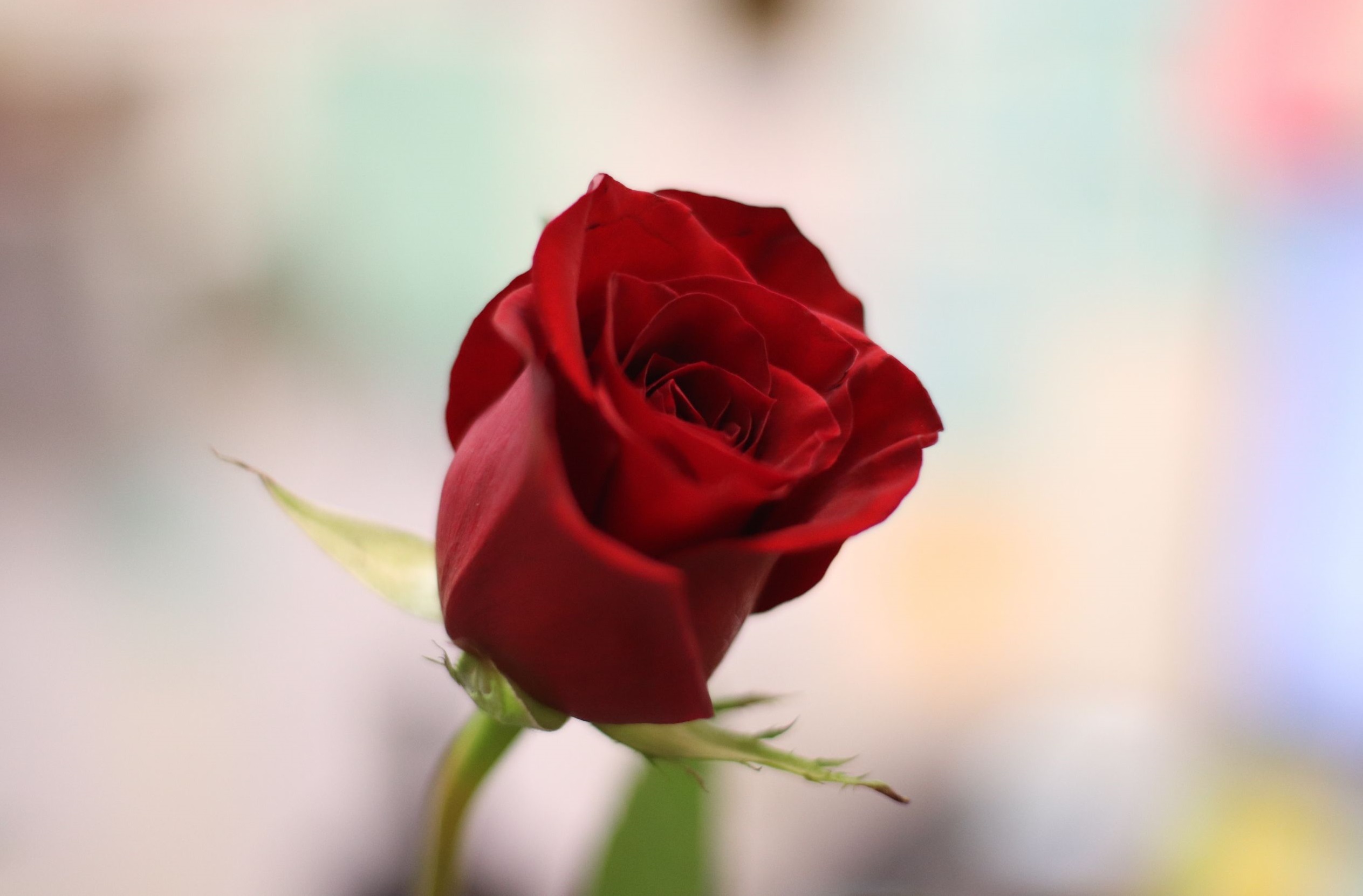 گل رز قرمز - درمان خشکی لب