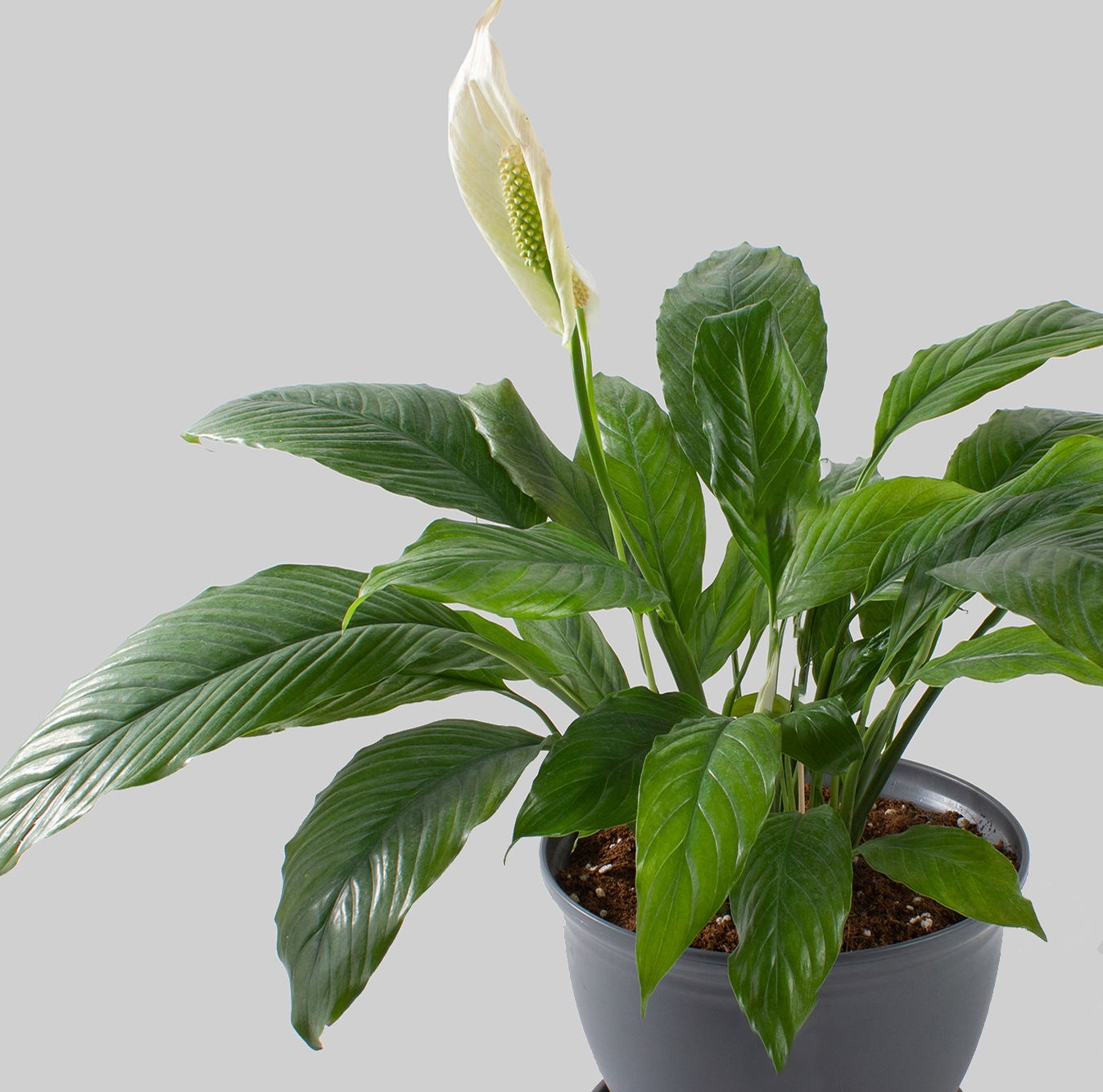 اسپاتی فیلوم - گیاهان آپارتمانی مقاوم