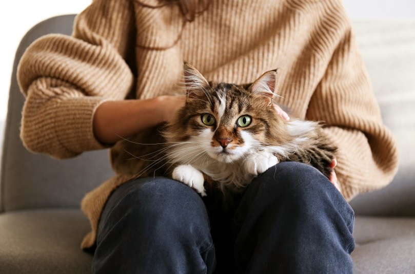 نوازش کردن گربه - درمان فوبیای گربه
