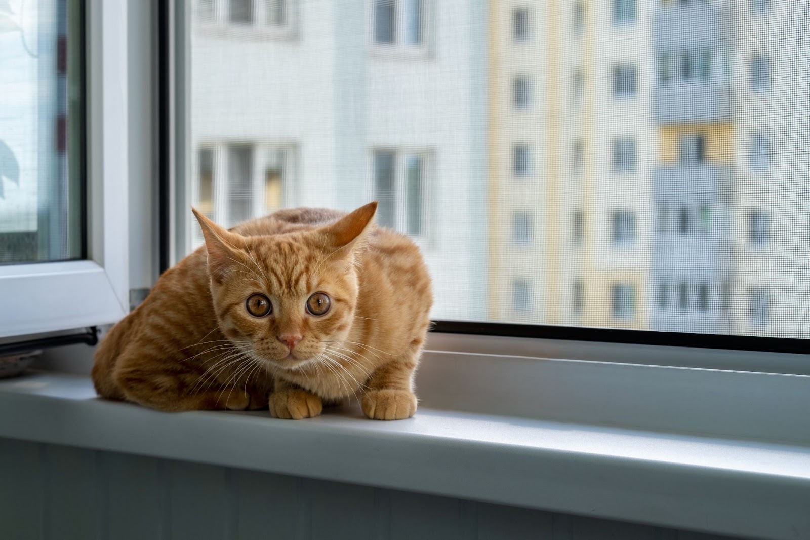 گربه قهوه ای - درمان فوبیای گربه