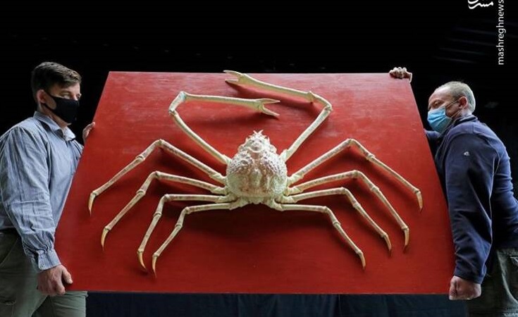 خرچنگ ژاپنی - حیوانات عجیب