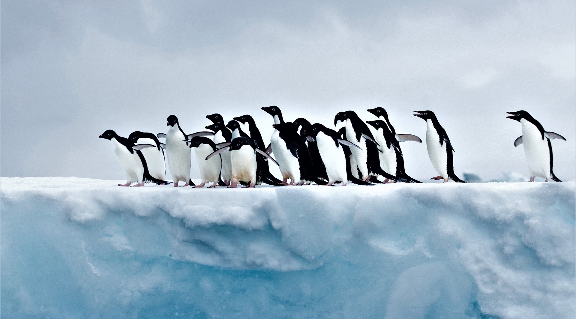 دسته ی پنگوئن ها - عکس قطب جنوب