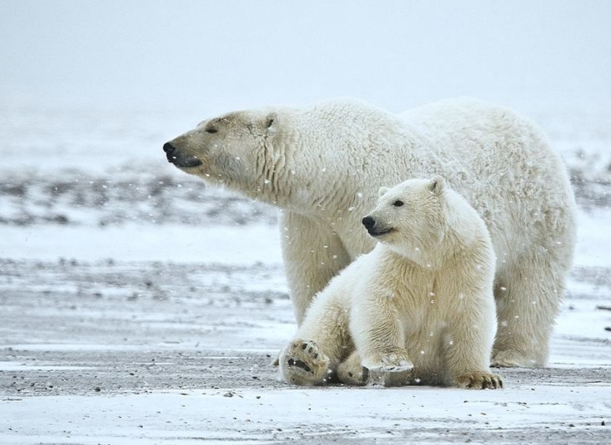 خرس قطبی - عکس قطب جنوب