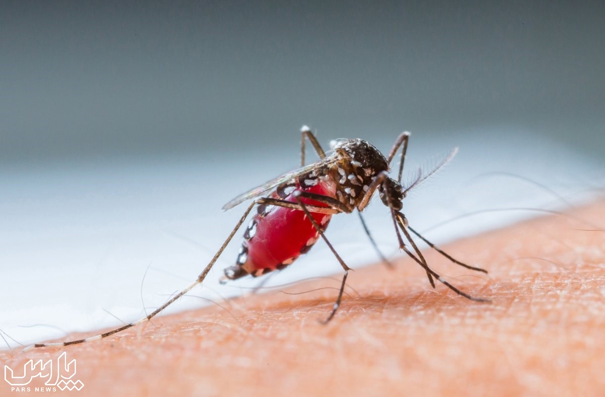 مالاریا - بیماری های واگیردار