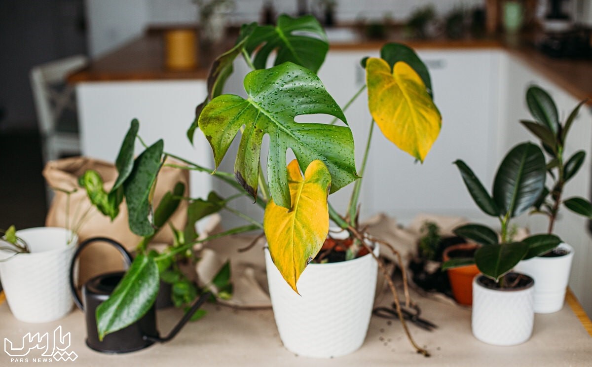 زرد شدن برگ گیاه - زرد شدن برگ گیاهان آپارتمانی