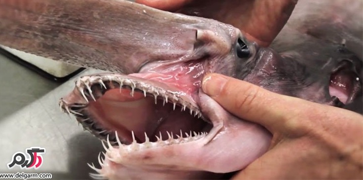 ماهی ترسناک - حیوانات عجیب