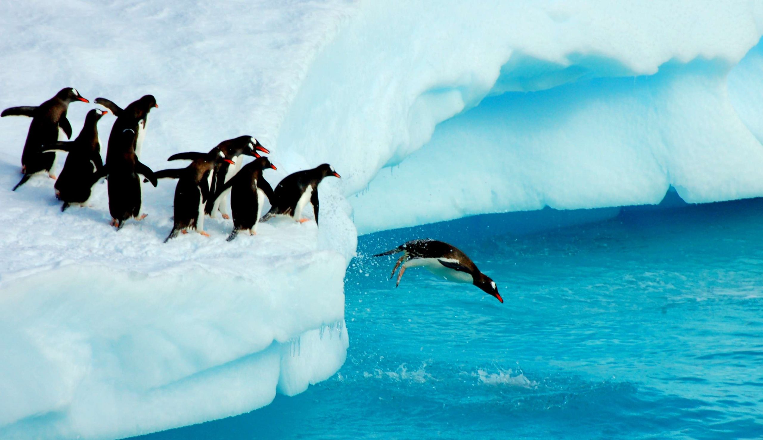 شیرجه ی پنگوئن - عکس قطب جنوب