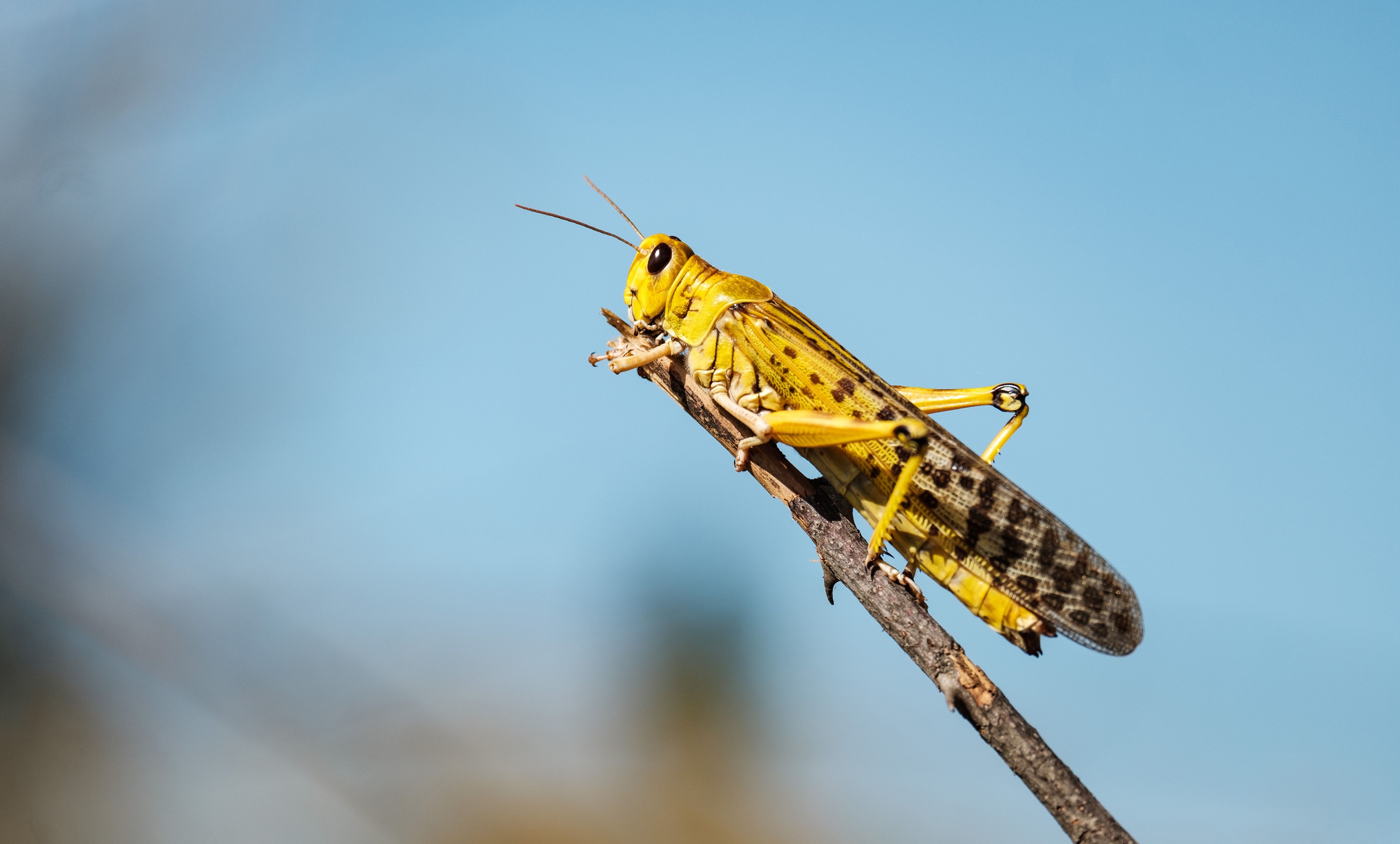 Locusts - عجیب ترین غذاهای دنیا