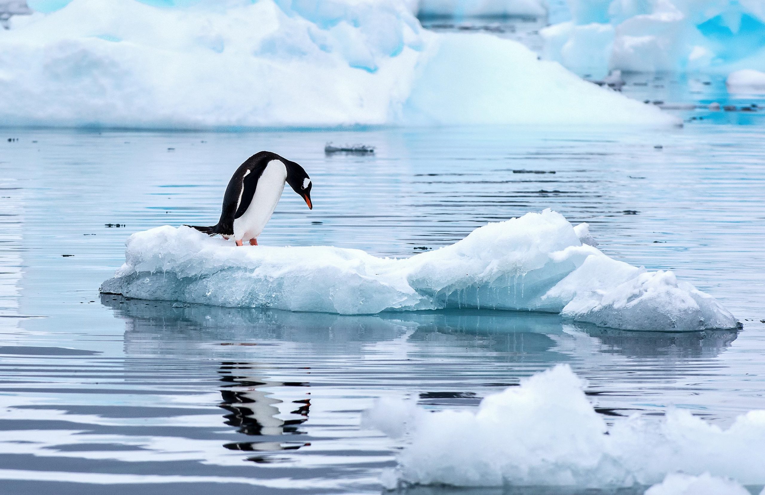 پنگوئن تنها - عکس قطب جنوب