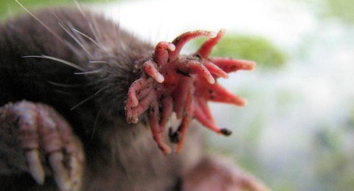 موش کور دماغ ستاره ای - حیوانات عجیب