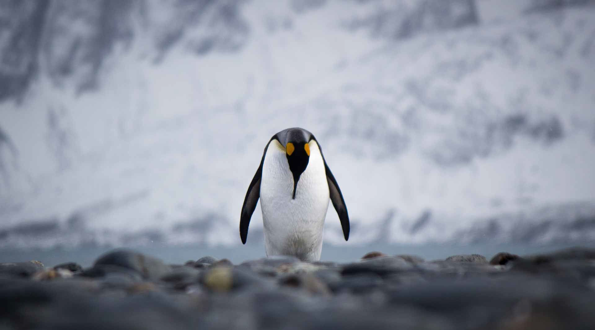 پنگوئن بامزه - عکس قطب جنوب