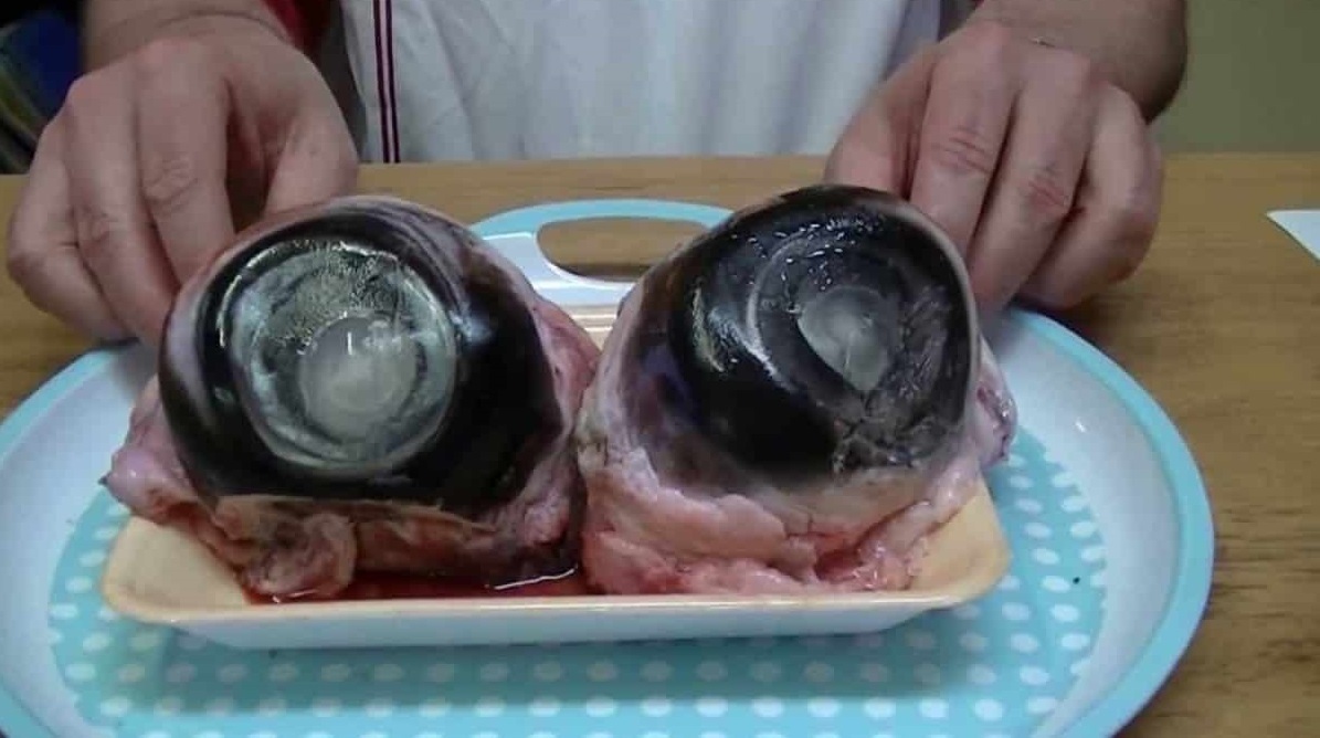 Tuna eyeballs - عجیب ترین غذاهای دنیا