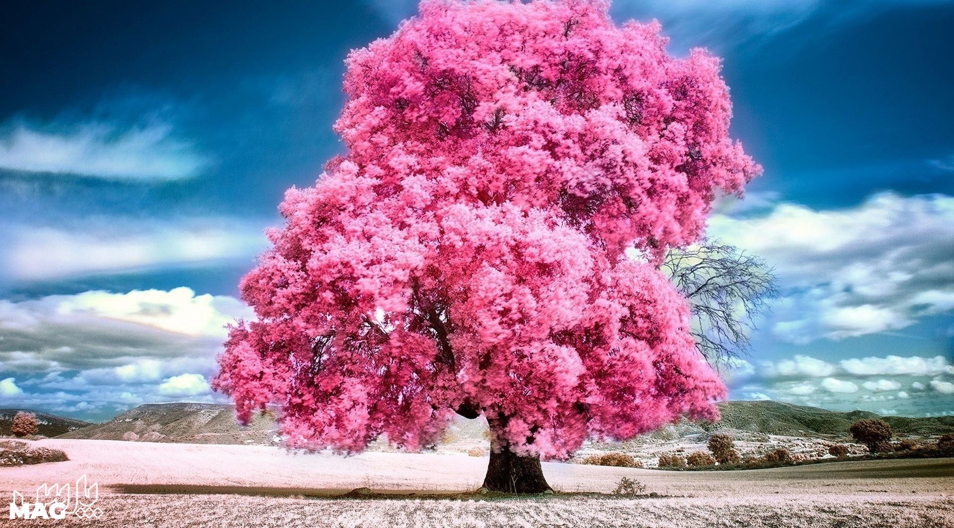 درخت زیبا - عکس پروفایل جدید 1401
