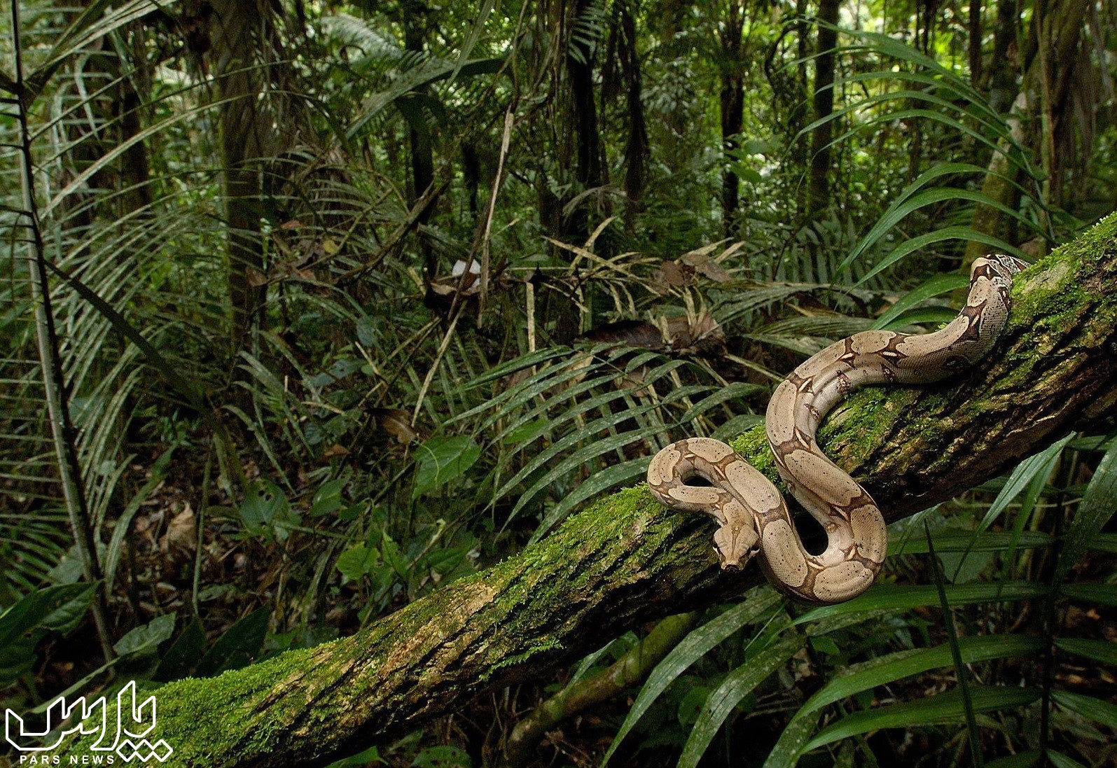 مارهای آناکوندا - جنگل آمازون
