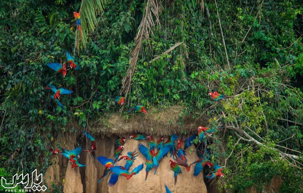 پرندگان آمازون - جنگل آمازون