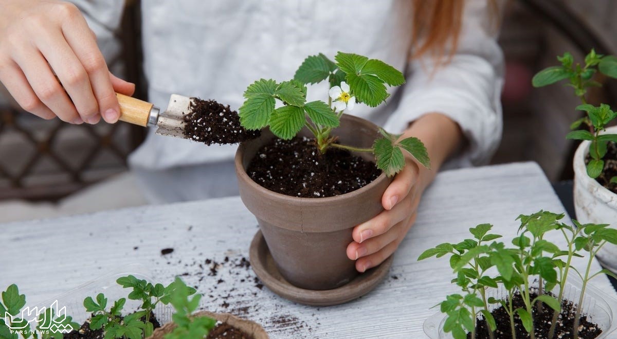 نحوه کاشت توت فرنگی - عوض کردن خاک گلدان