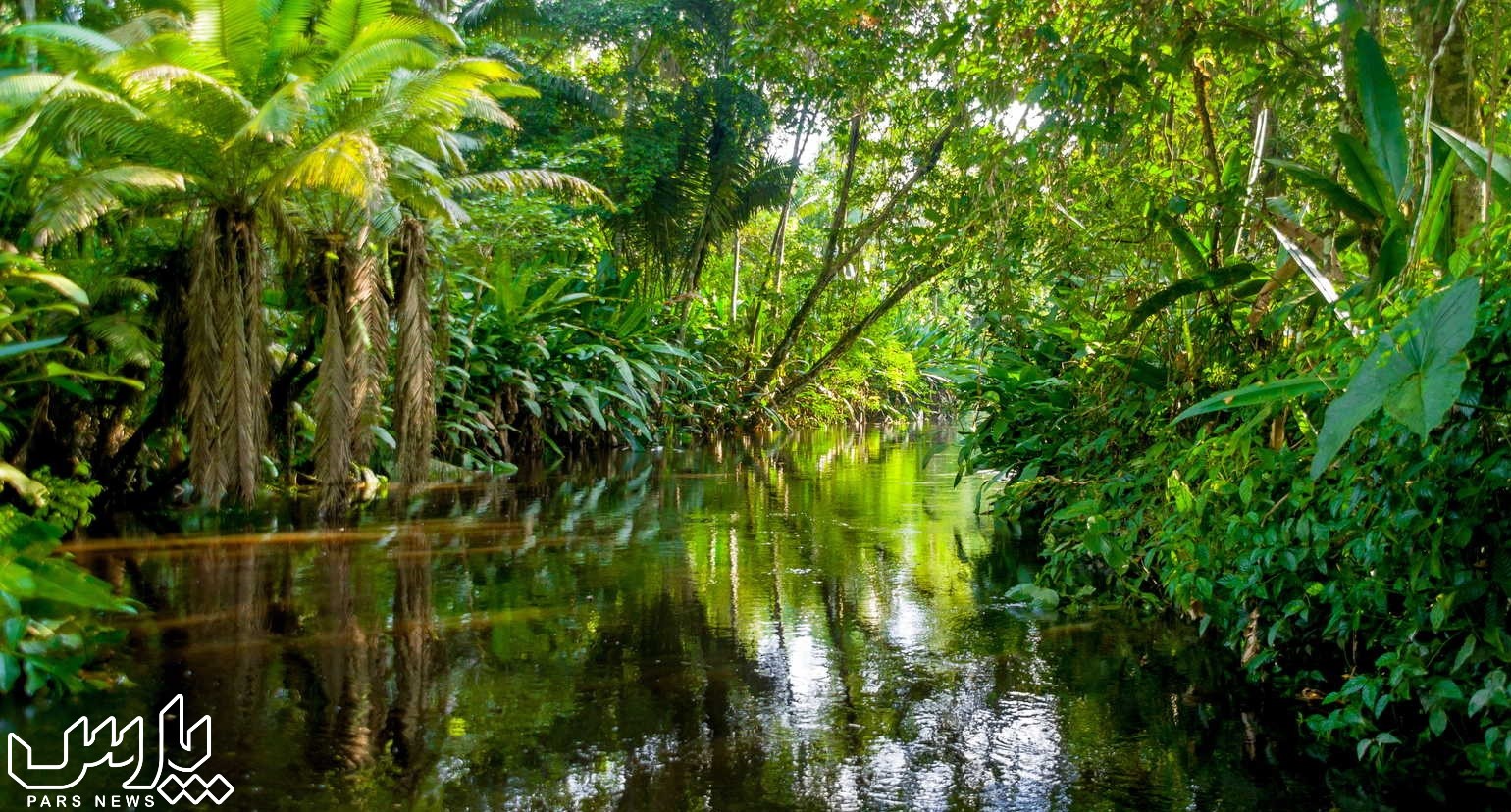 رودخانه - جنگل آمازون