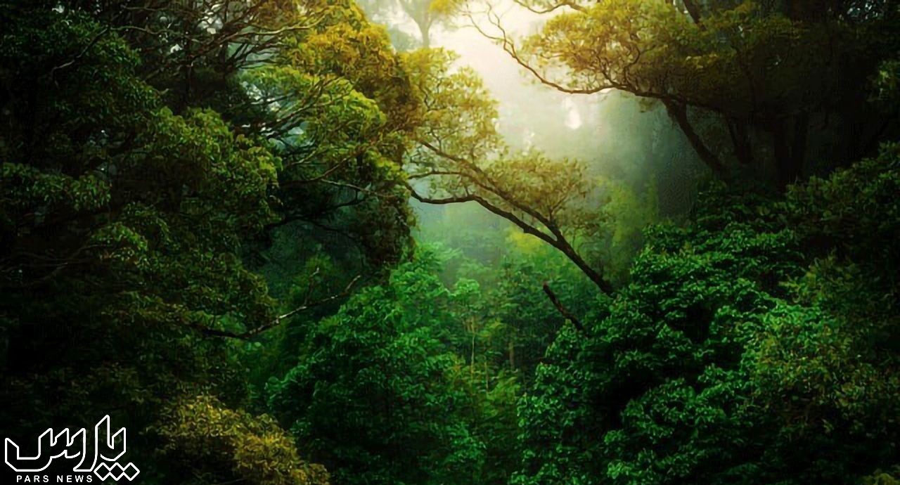 جنگل انبوه - جنگل آمازون