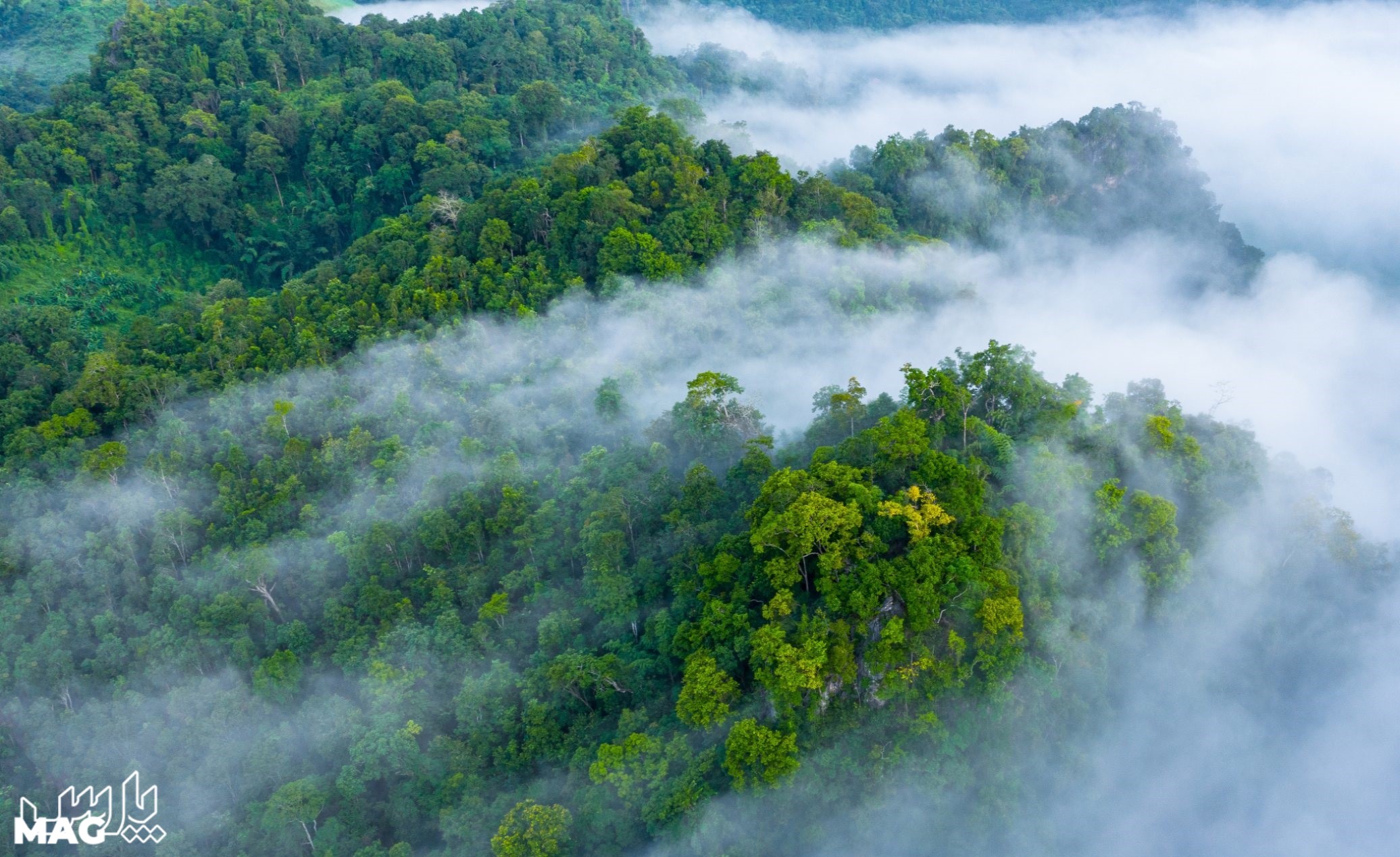 جنگل پوشیده از مه - عکس طبیعت با کیفیت بالا