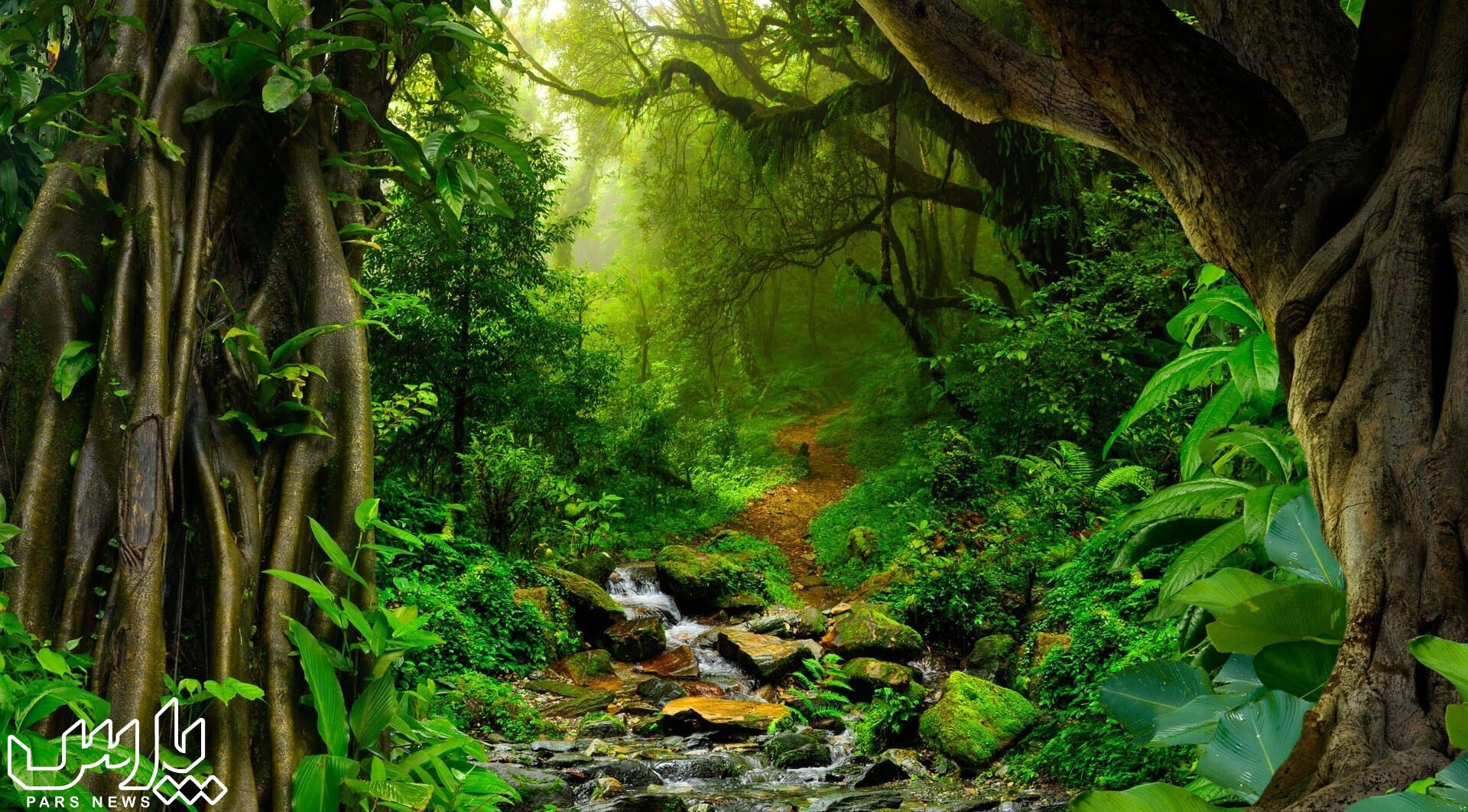 جنگل زیبا - جنگل آمازون