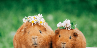 نگهداری از خوکچه هندی