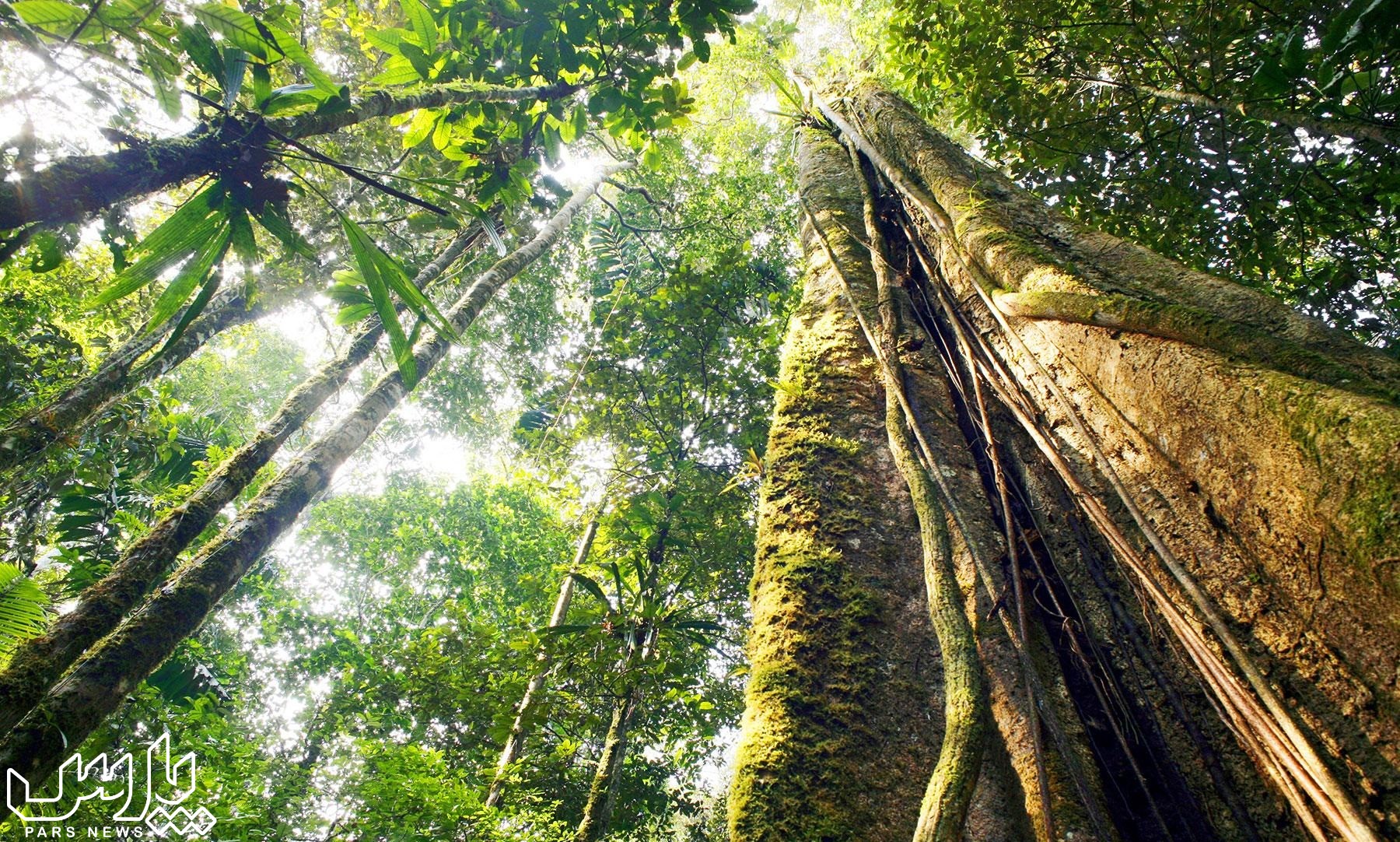 بلندترین درخت دنیا - جنگل آمازون