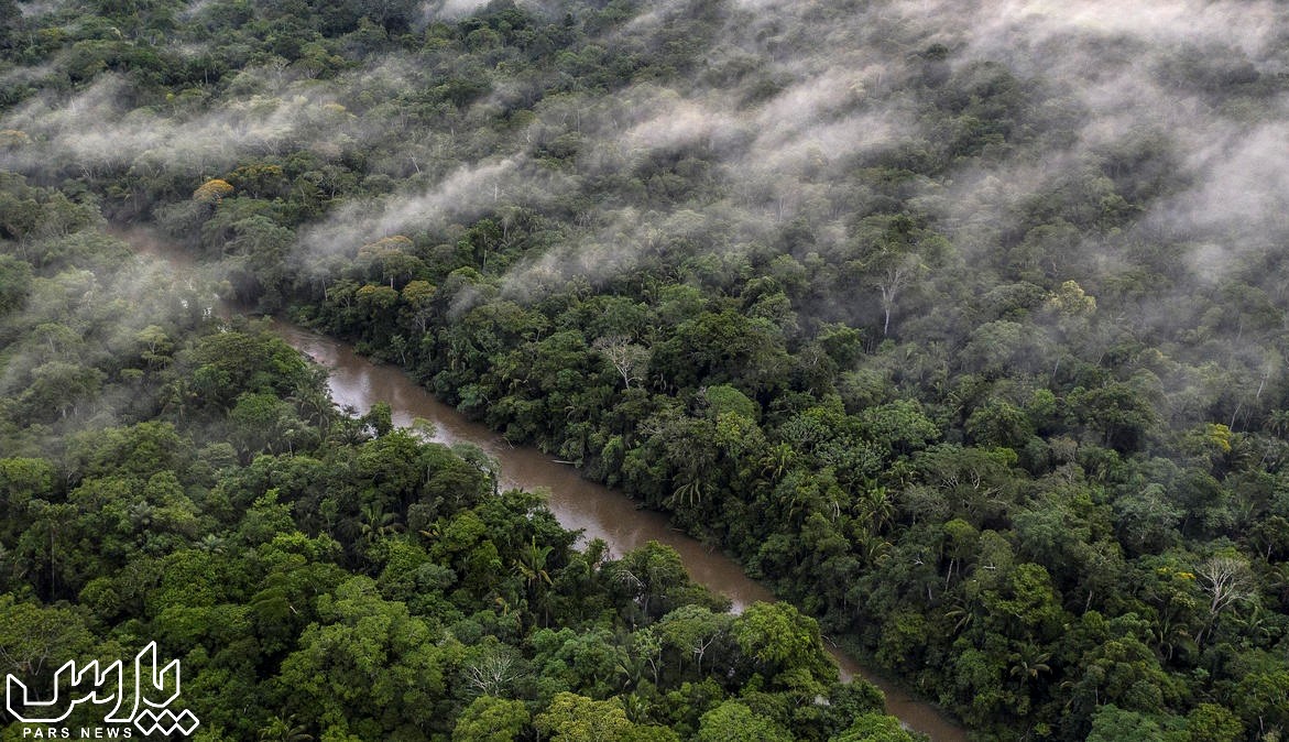 جنگل - جنگل آمازون