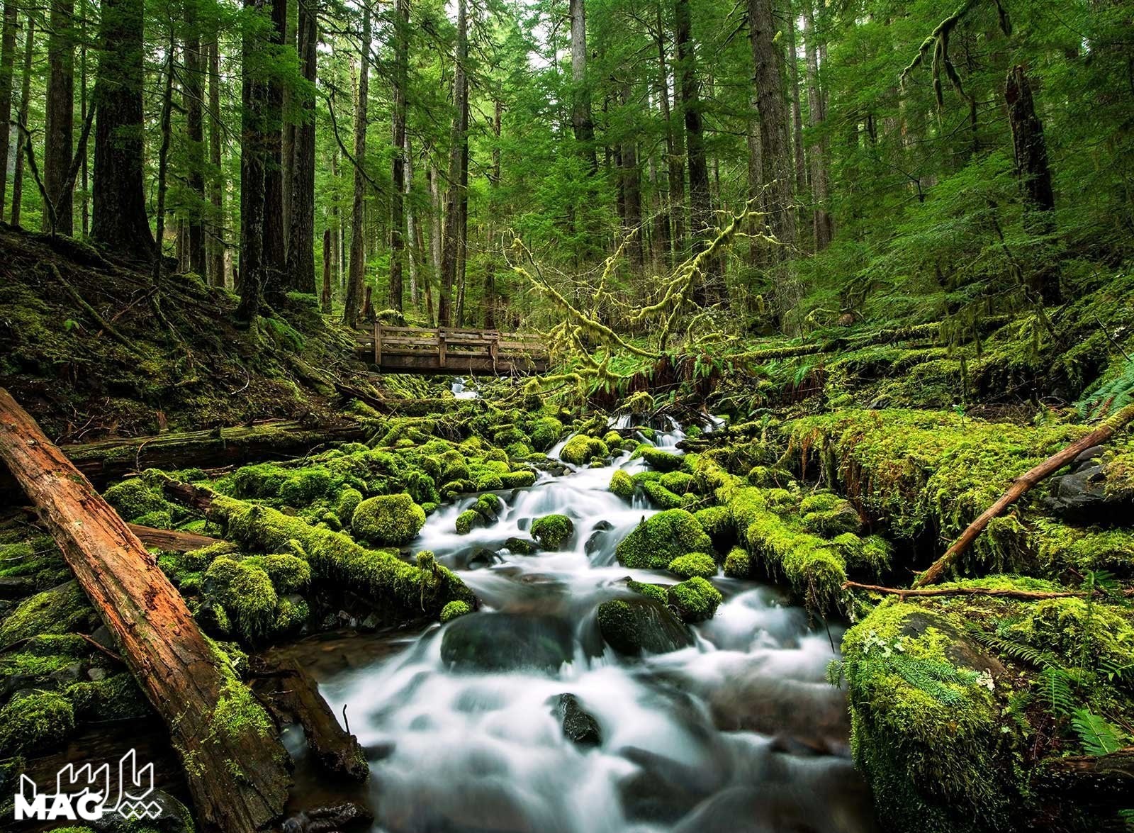 جنگل بهاری - عکس طبیعت با کیفیت بالا