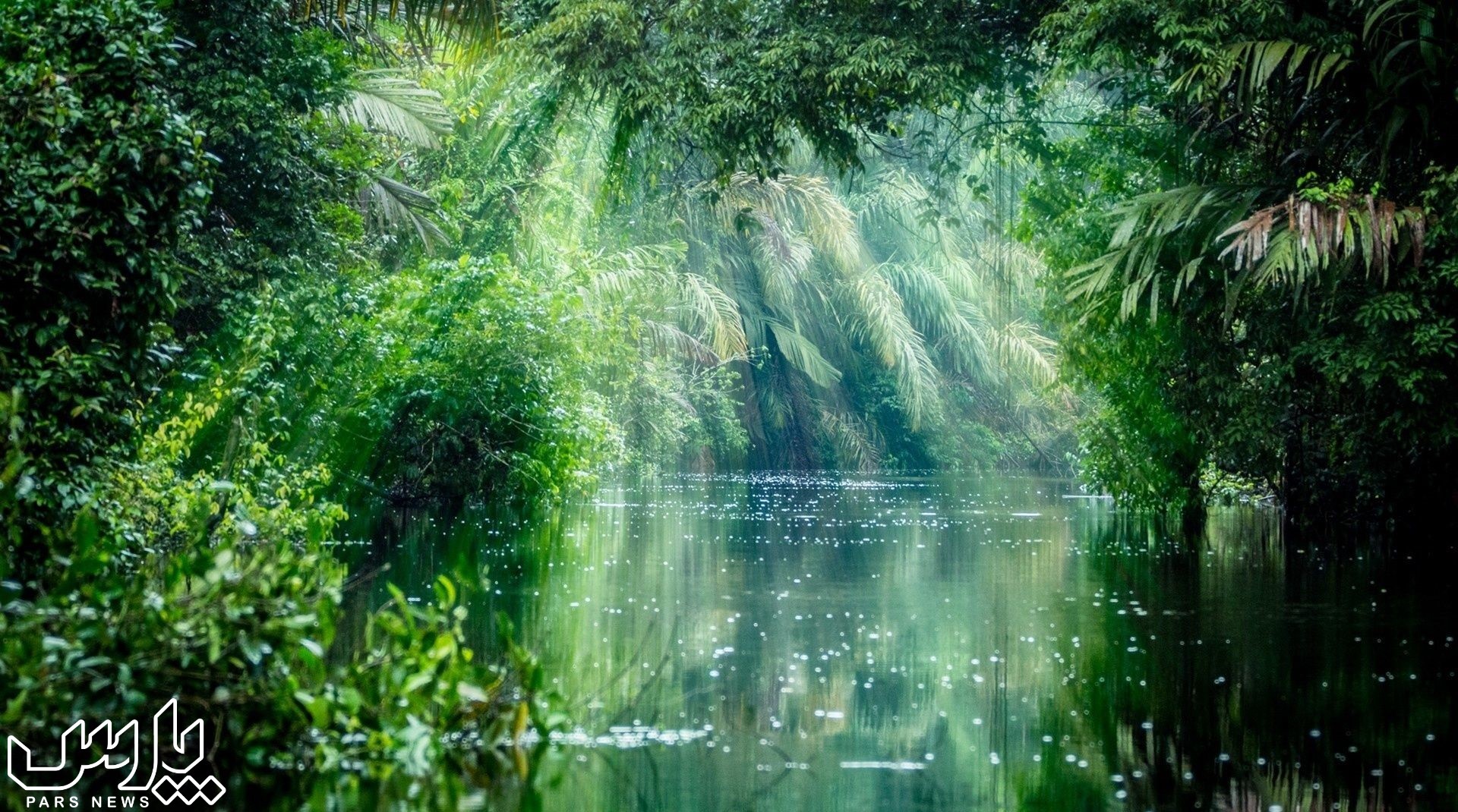جنگل های بارانی - جنگل آمازون