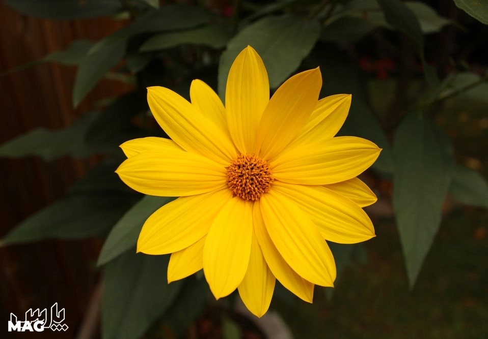 گل زرد - عکس پروفایل جدید 1401