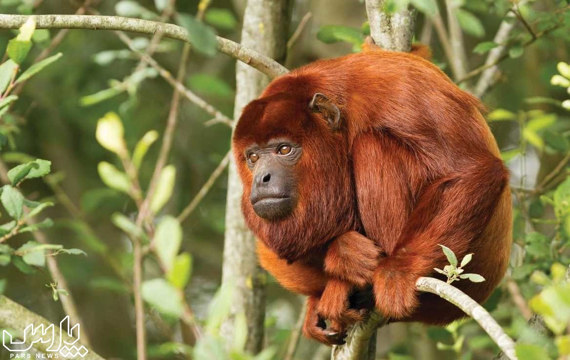 میمون - جنگل آمازون
