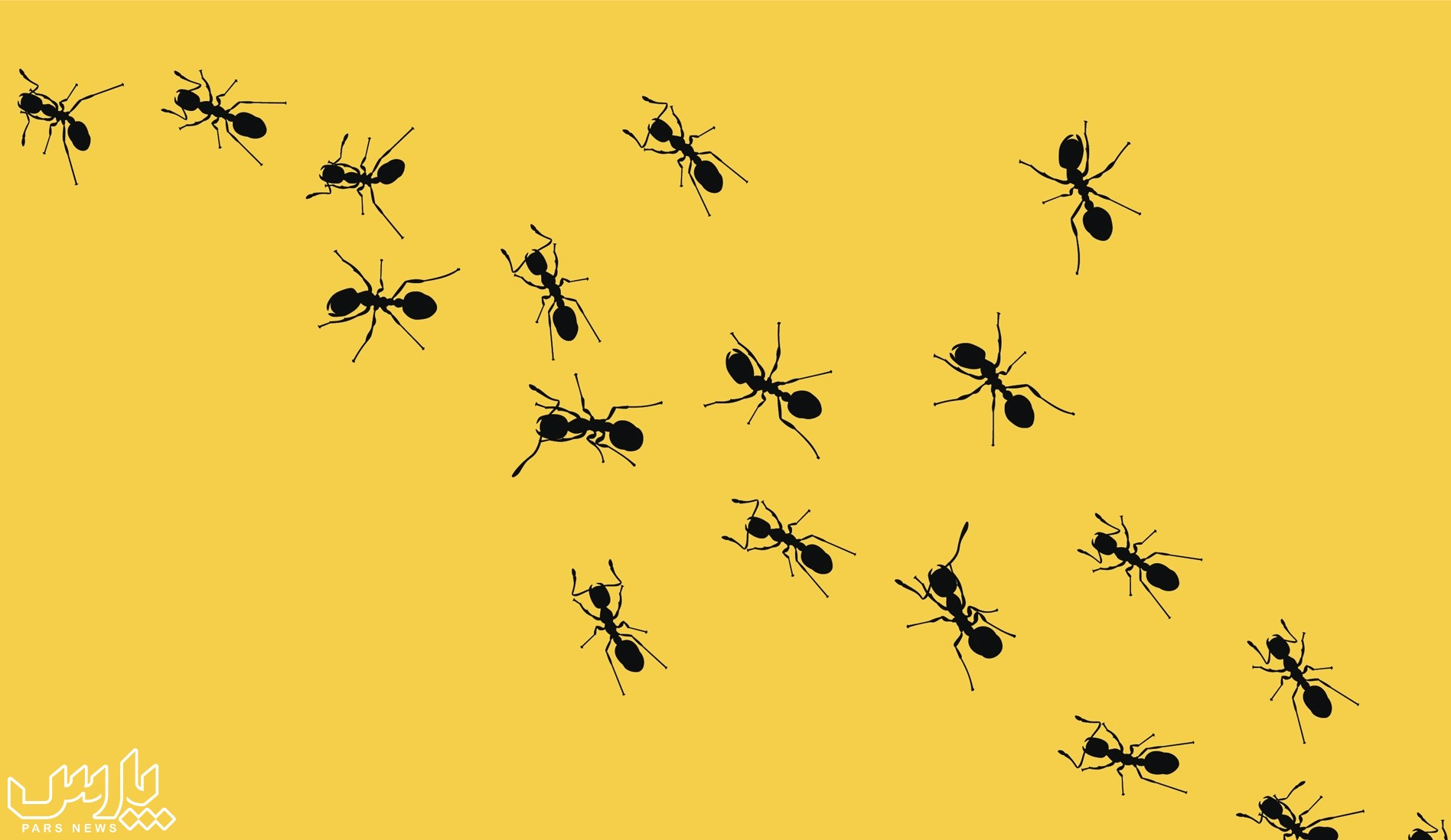 انواع مورچه - از بین بردن مورچه های خیلی ریز