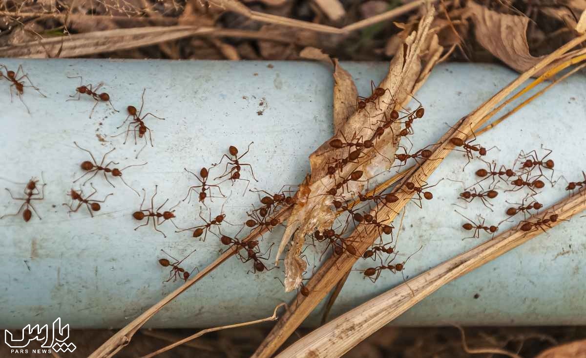 کشستن مورچه ها - از بین بردن مورچه های خیلی ریز