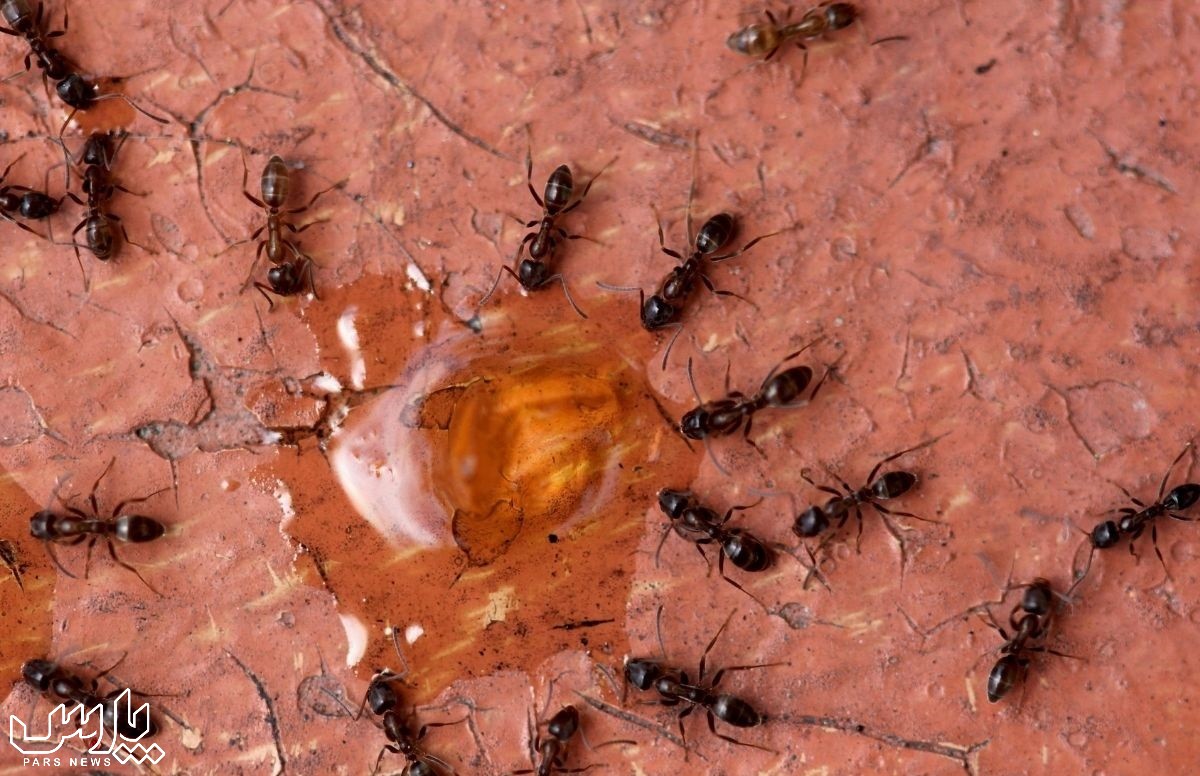 مورچه - از بین بردن مورچه های خیلی ریز