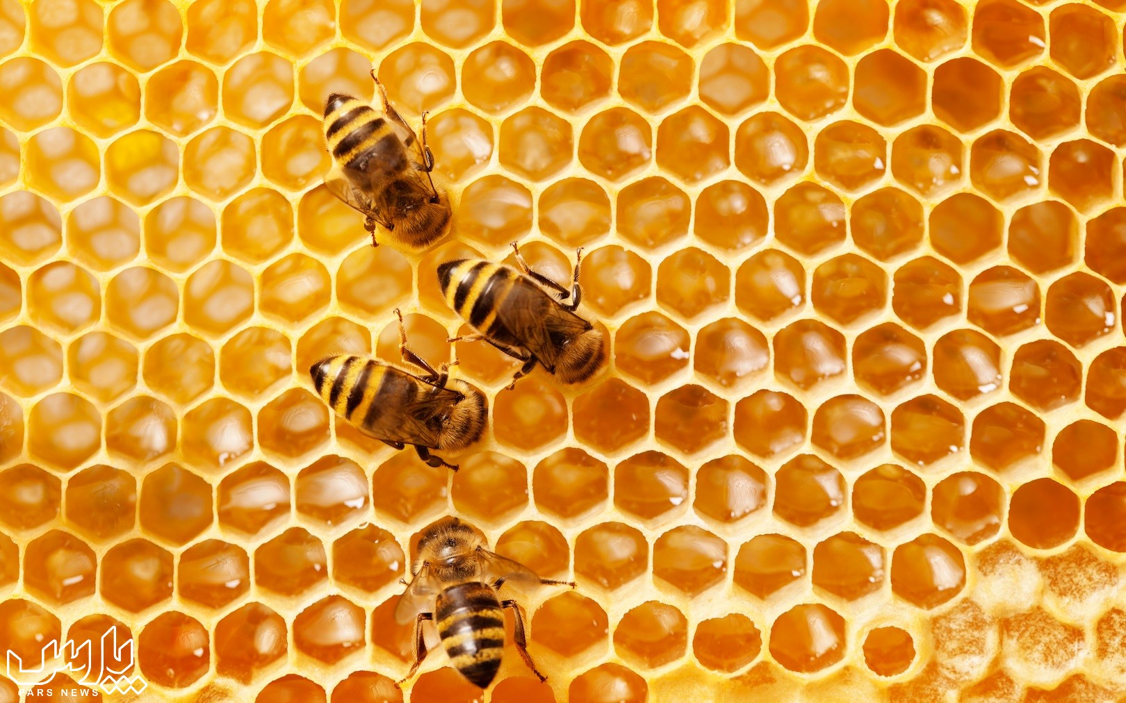 کندو عسل - درمان کم خونی با عسل