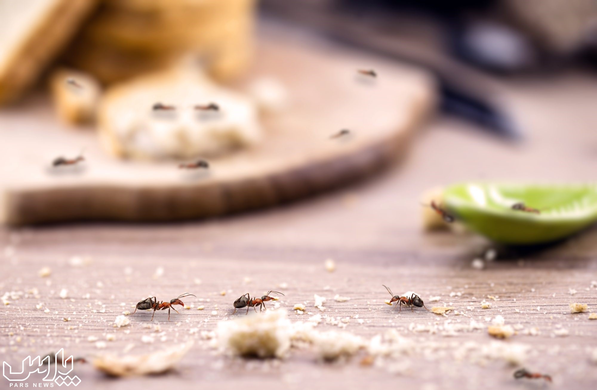پیدا کردن لانه مورچه - از بین بردن مورچه های خیلی ریز