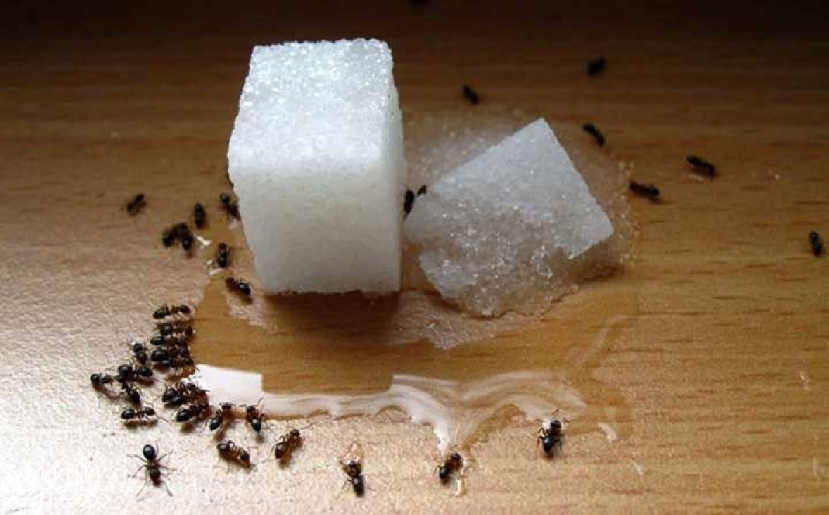 طعمه مورچه - از بین بردن مورچه های خیلی ریز