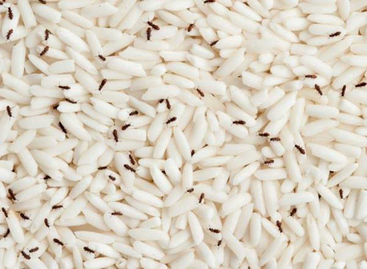 جوجو برنج - از بین بردن شپشک برنج