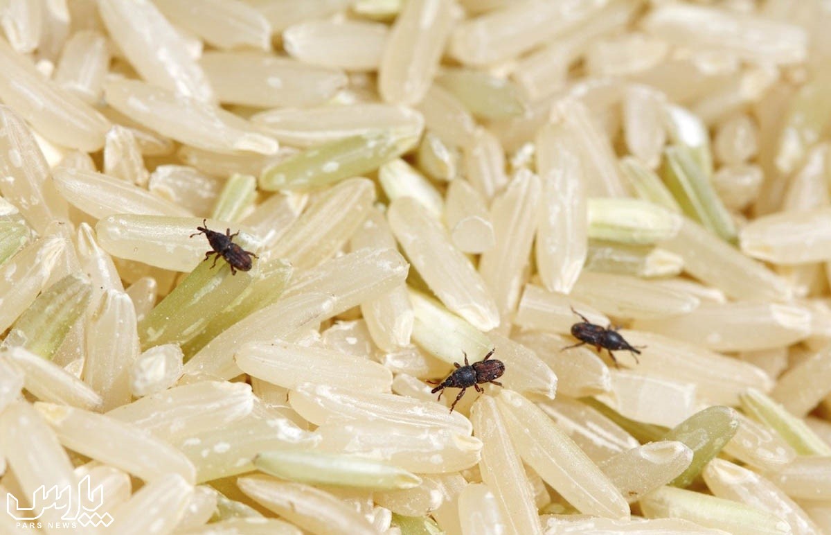 شپشک برنج - از بین بردن شپشک برنج