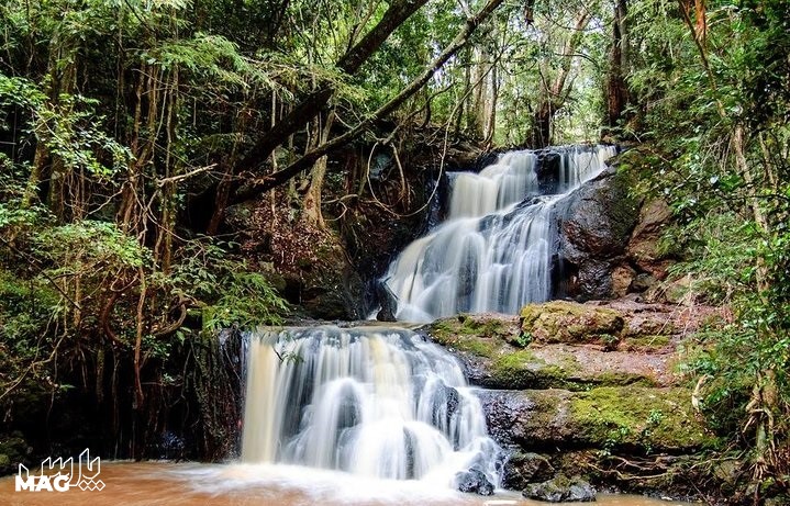 جنگل کارورا - جاهای دیدنی نایروبی