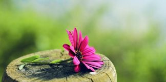 عکس پس زمینه برای کامپیوتر