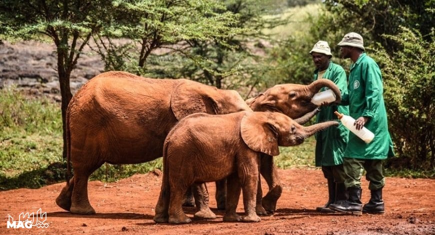 محلی برای دوستی با فیل‌ها - جاهای دیدنی نایروبی