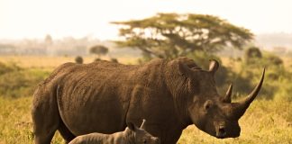 جاهای دیدنی نایروبی