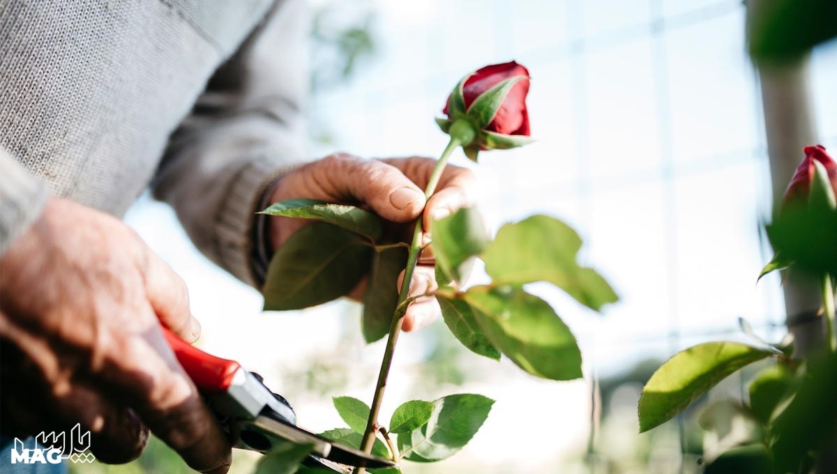 خشک کردن گل رز - روش خشك كردن گل طبيعي