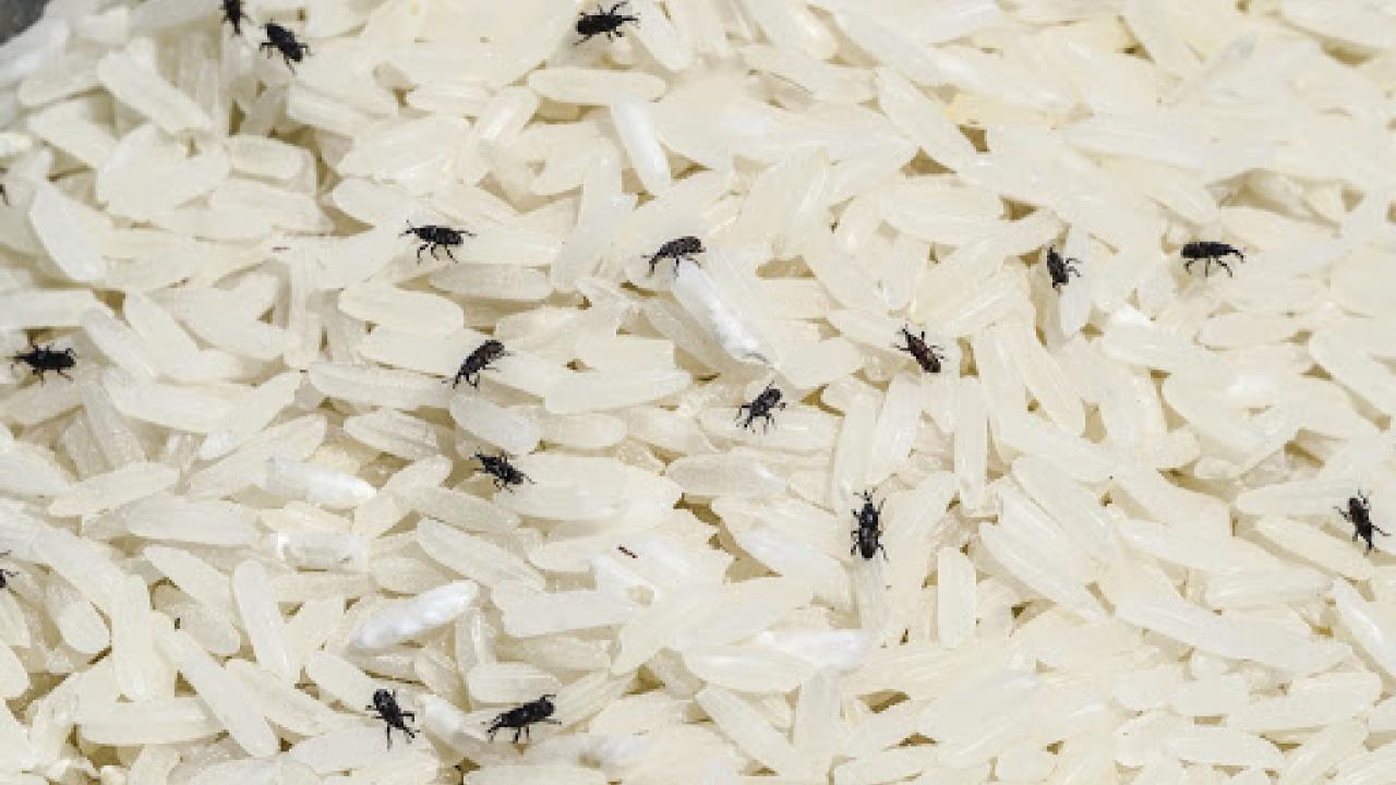 حشره ی برنج - از بین بردن شپشک برنج
