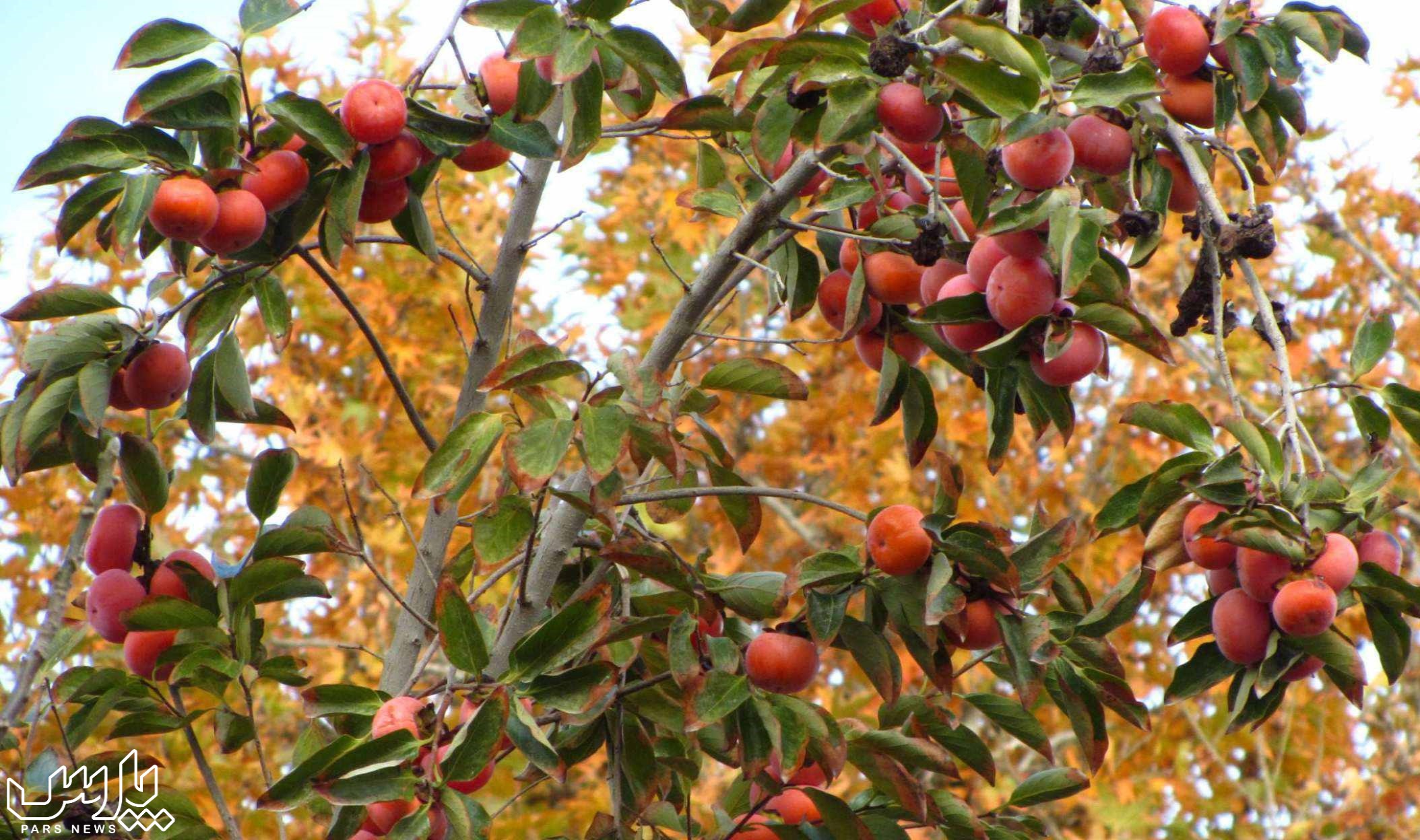 درخت خرمالو - خواص میوه خرمالو برای بدن