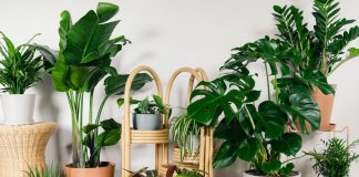 از بین بردن پشه گلدان