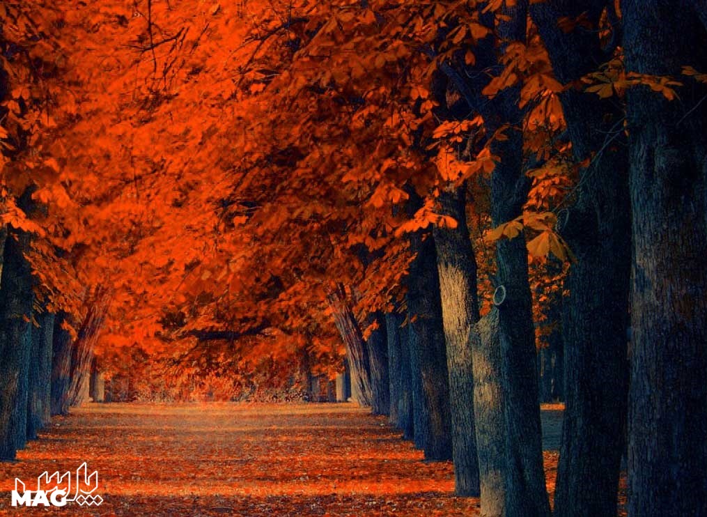 درختان پاییزی - عکس پاییز برای پروفایل واتساپ