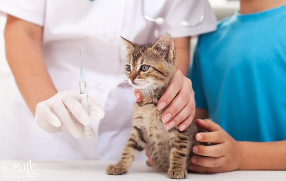 واکسن گربه - بیماری های مشترک انسان و گربه